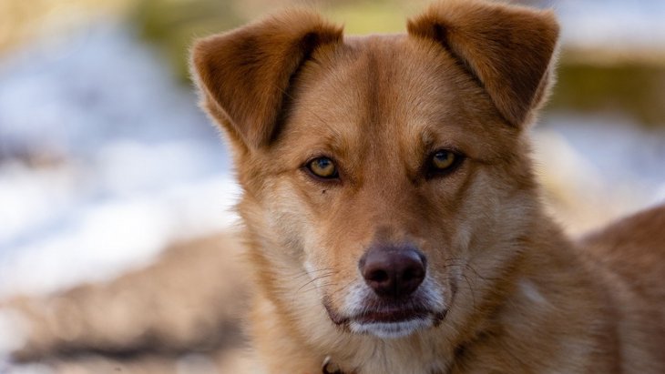 犬に『ライバル視されやすい人』の特徴４選！警戒心を解くためのコツは？
