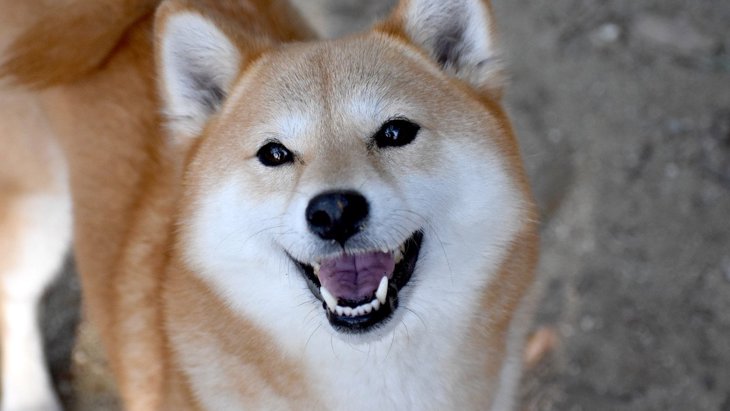 犬が笑顔になるのはなぜ？ストレスが引き金になっていることも