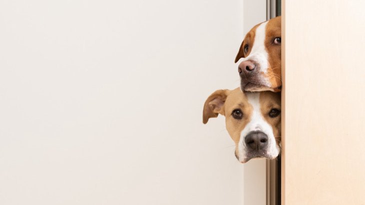 なぜ犬は飼い主がトイレやお風呂から出てくるのを待つの？４つの理由を解説