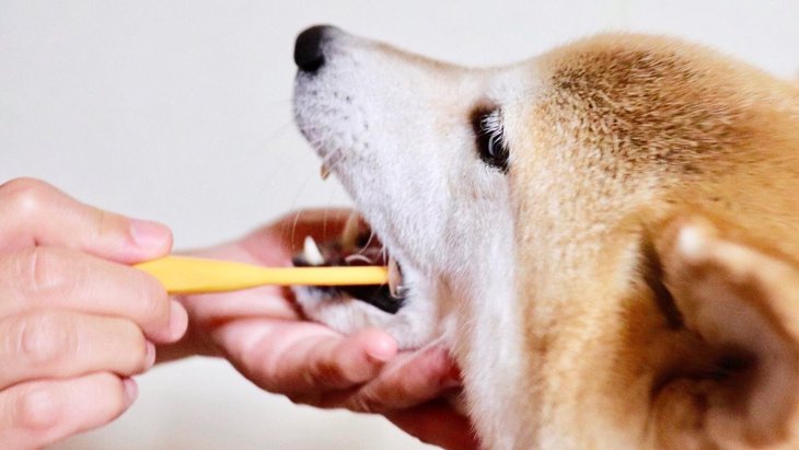 【獣医師執筆】愛犬の口臭が気になる…⁉隠れている疾患や原因とは