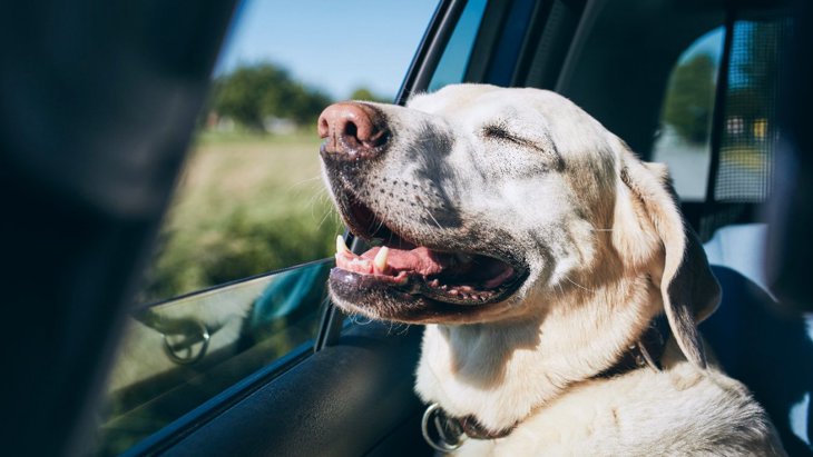 犬が『車酔い』をしている時の症状5選！よくあるサインから対処法まで解説