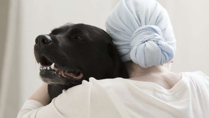 脳腫瘍の治療法開発に犬が手掛かりとなる可能性