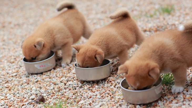 子犬は食べ物の数を認識できるか？という実験結果