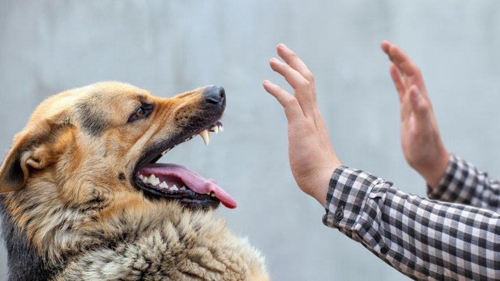 行動分析学を活かして「咬まない犬に育てる方法」