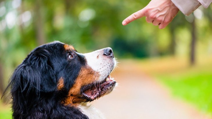 『興奮しやすい犬』の飼い主が絶対に気を付けるべき4つのこと