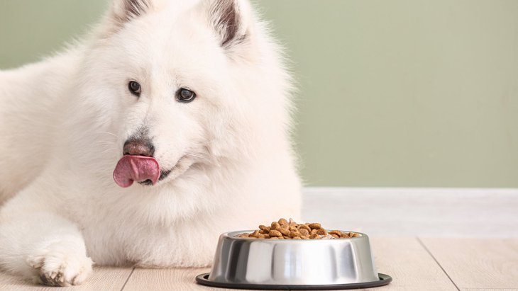 犬が急に小食になる原因5つ！病気になっていることも？