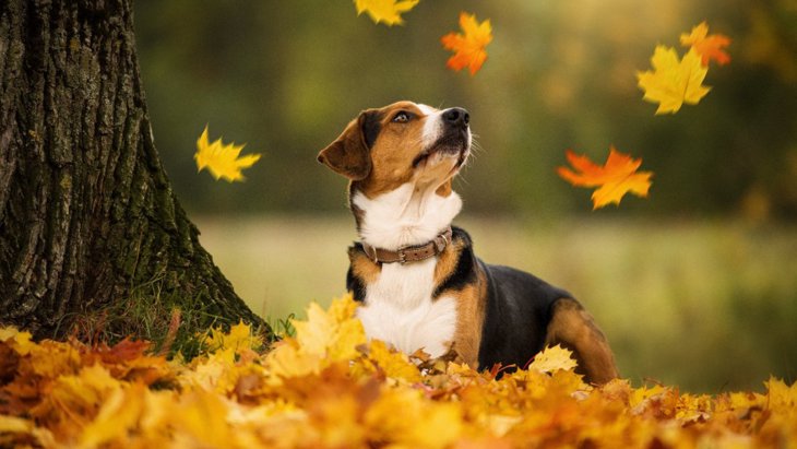 犬の散歩で気を付けたい『秋の植物』5つ！危険と言われる理由と避ける方法