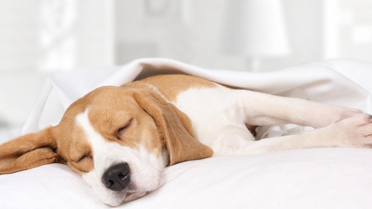犬の『睡眠中』に飼い主がしてはいけないNG行為３つ！無理やり起こすのは様々なリスクがある