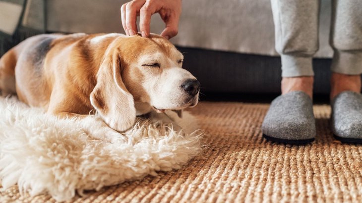 愛犬があなたの近くに座る「5つの理由」 実は座る場所によっても心理が異なる！？