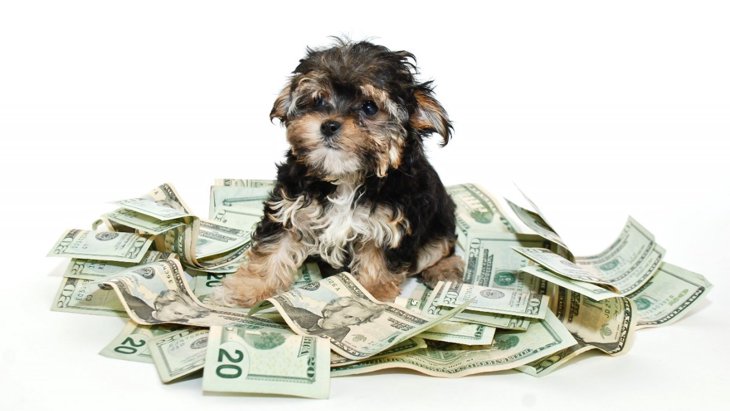 お金がかかる犬の特徴5選！その理由と節約する方法