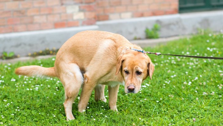 犬の消化器疾患と腸内細菌の関係についての新しい研究結果