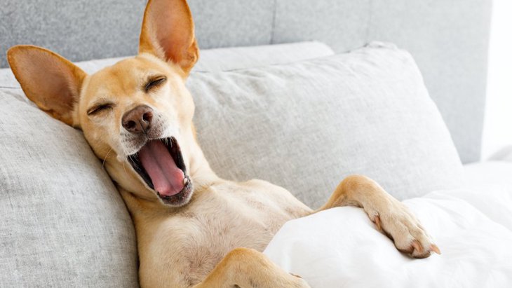 犬が『飼い主の枕を使う』心理３選