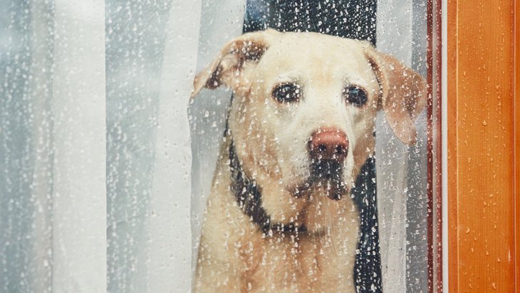 犬が梅雨の時期にかかりやすい病気４選　予防するために意識すること