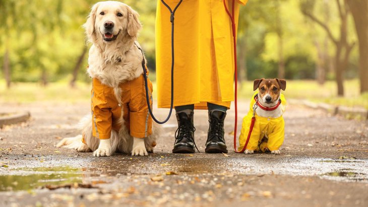 雨の日に行く犬の散歩で役立つ『便利グッズ』5選