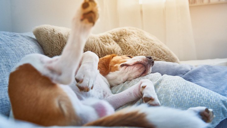 犬は寝てる時、どんな夢を見てるの？睡眠中にしがちな行動まで紹介