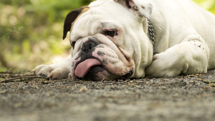 犬がミネラル不足になったときに現れる４つの症状とやりたい対策