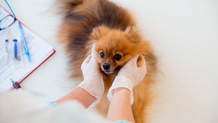犬のシラミ対策！感染する原因や症状、駆除方法・予防方法について解説