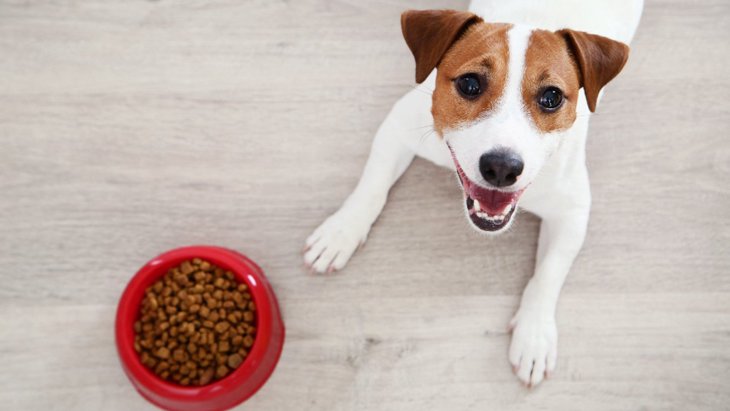 犬の食事の回数と加齢疾患の関係、でもちょっと待って！【調査結果】