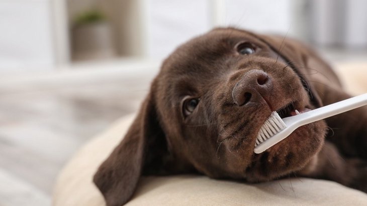 犬の口が臭い時の原因５選！どうすれば改善できる？