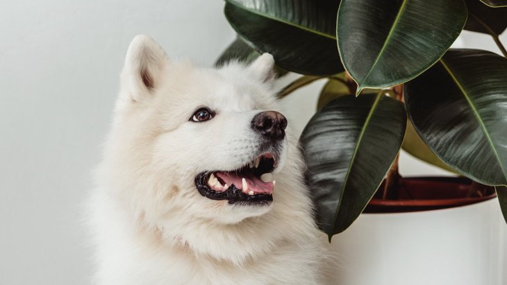 犬がいても置ける「観葉植物」4選！安全な種類とダメな種類を解説