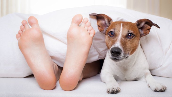 なぜ犬は早起きなの？3つの理由や良質な睡眠をとらせる方法とは