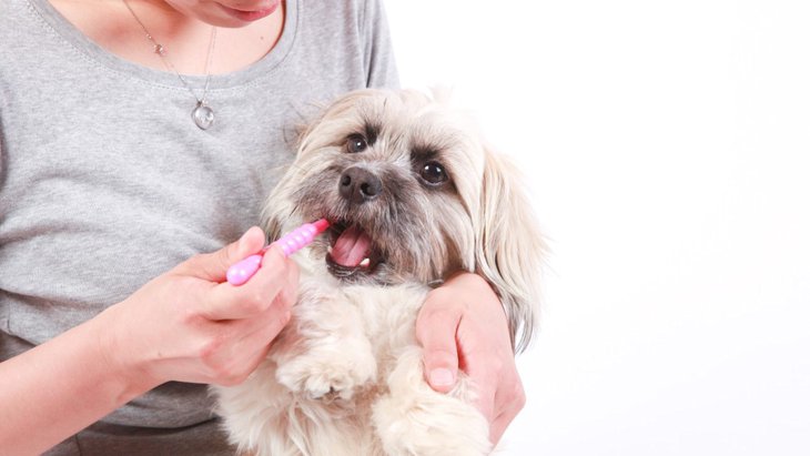 犬に人間用の歯磨き粉は大丈夫？