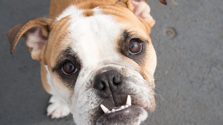 犬にとって『歯並び』どれだけ重要？歯並びが悪いとどんなことが起こるの？