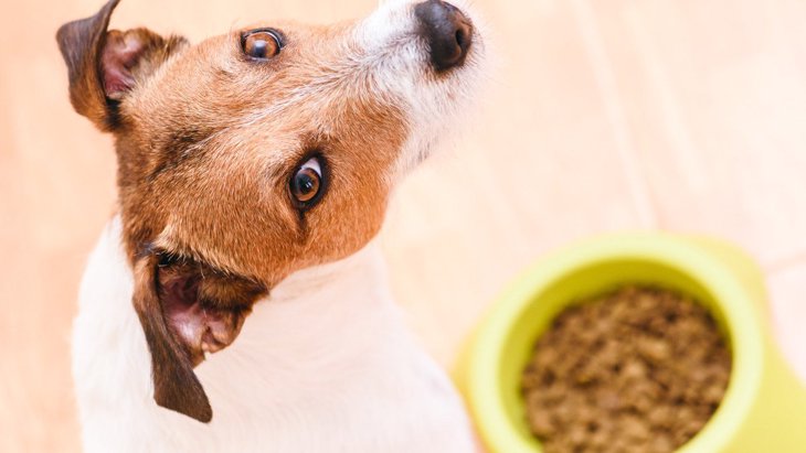 犬の食いつきをよくする『ご飯のトッピング』おすすめ５選