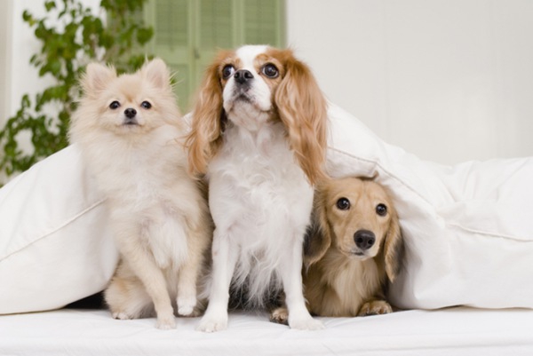 動物病院でのペット保険にまつわるトラブル