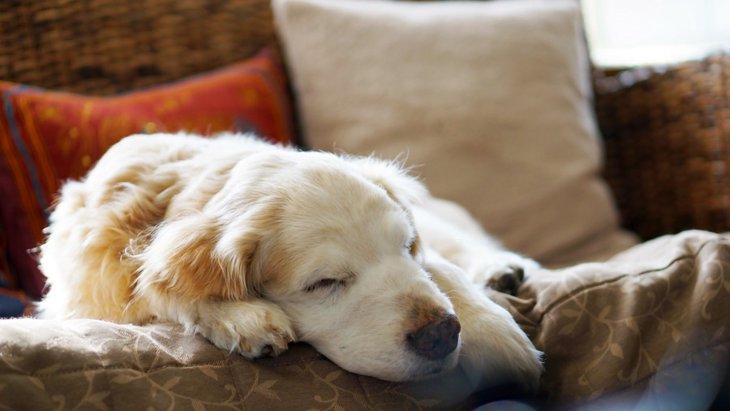 犬の足腰が衰えているときに見せる６つのサイン！早期発見で寝たきり予防