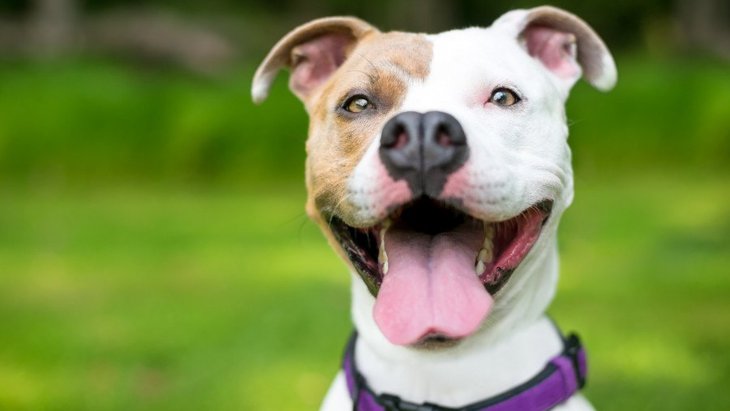 犬を『幸せ』にする方法４つ！愛犬にとっての幸せってなんだろう？