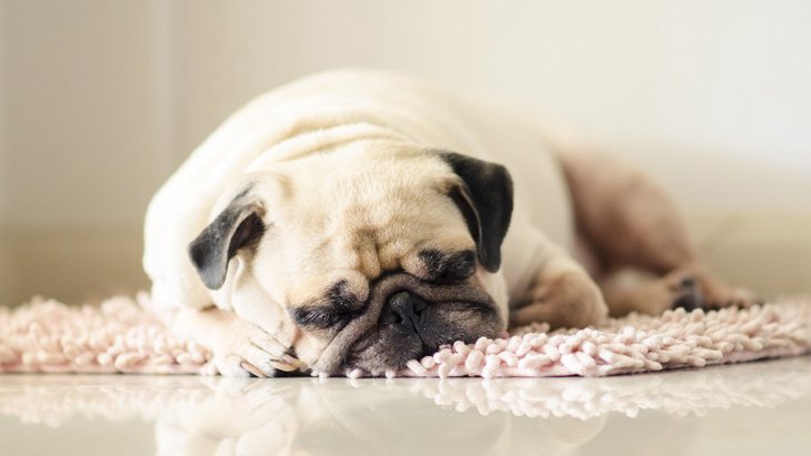 犬が『ふて寝』をする3つの理由！原因別の対処法まで解説