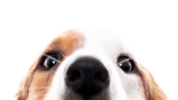 犬にNGな『匂い』5選！刺激が強すぎる香料は避けるべき！