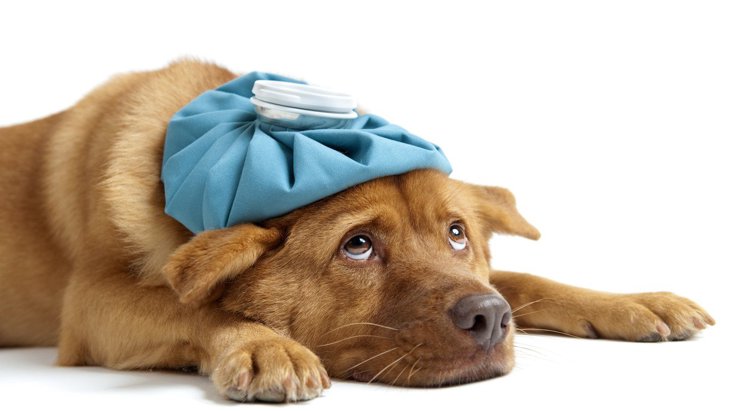 犬も『風邪』をひく？引き始めの初期症状から対処法まで解説