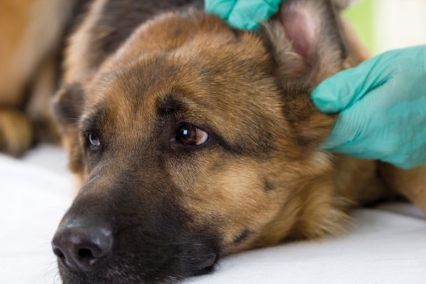 犬の外耳炎の薬について