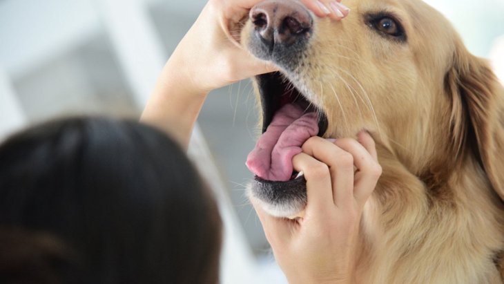 犬は『口の中の状態』で寿命が縮まる？チェックすべきことや対処法は？