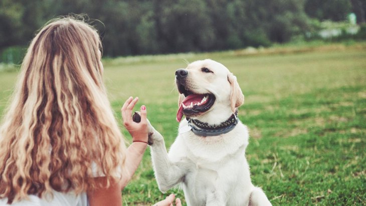 犬が『幸せ』を感じる飼い主の言葉5つ！上手な伝え方とは