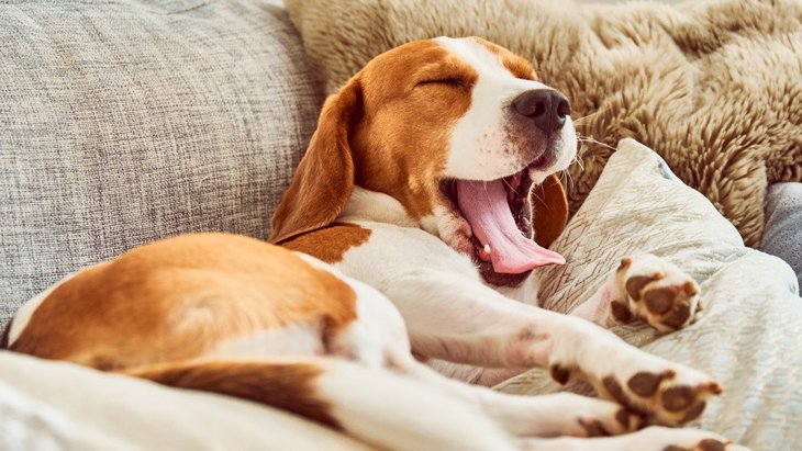 犬が安心して眠れていない時にとる問題行動と対処法