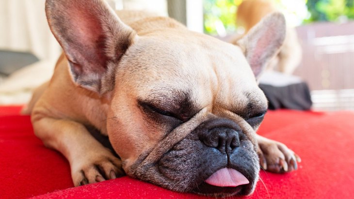 犬が『いびき』をする時の原因4選！病気になっている可能性は？
