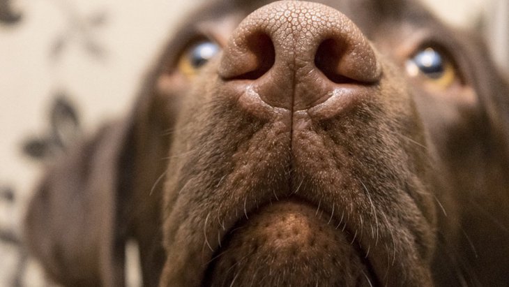 犬の鼻には『赤外線センサー』の役割がある！？驚くべき鼻の２つの能力
