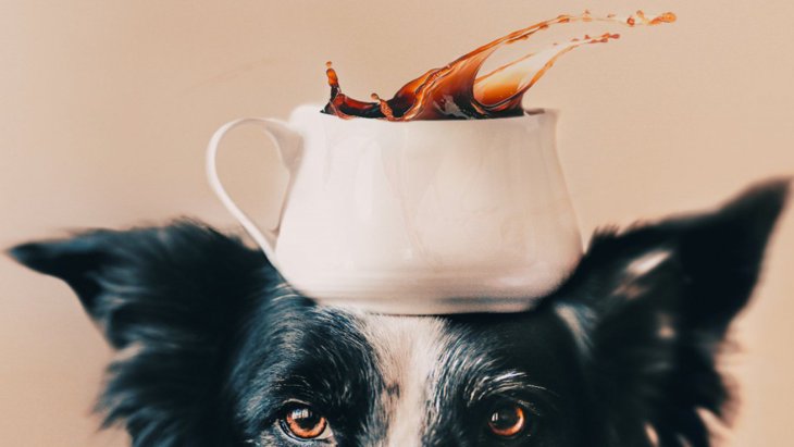 犬にコーヒーはダメ！中毒になる量や飲んだ時の症状、正しい対処法