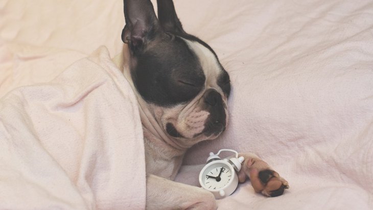 犬が眠っている時に起こりうる『5つの危険なこと』 飼い主にできる予防策は？
