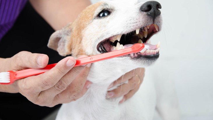 犬の歯周病は全身に悪影響をあたえる病気！毎日歯磨きをしよう！