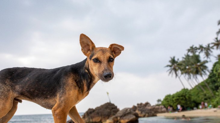 スリランカ農村部〜犬との暮らしが及ぼした影響についての調査結果
