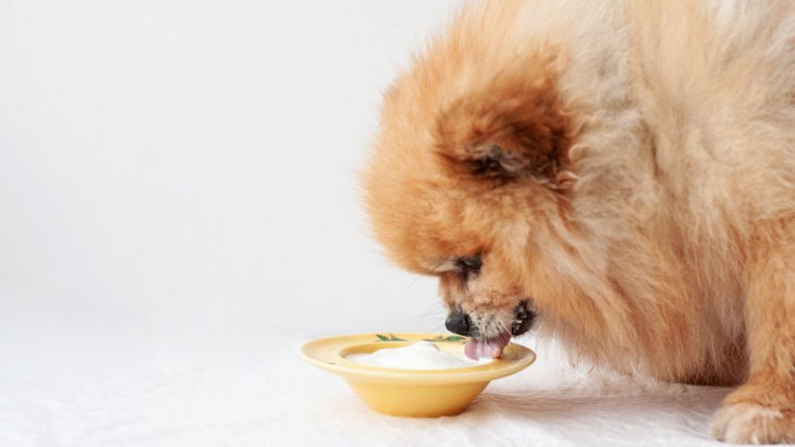 オーストラリアで犬専用のヨーグルトが試験販売スタート！