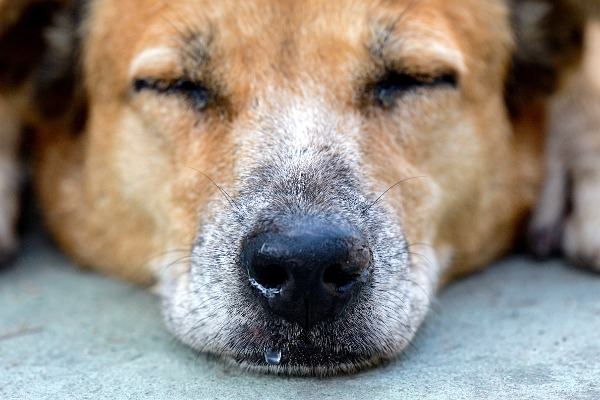 犬の鼻水が垂れる原因は？受診すべき症状の特徴や対処法を解説