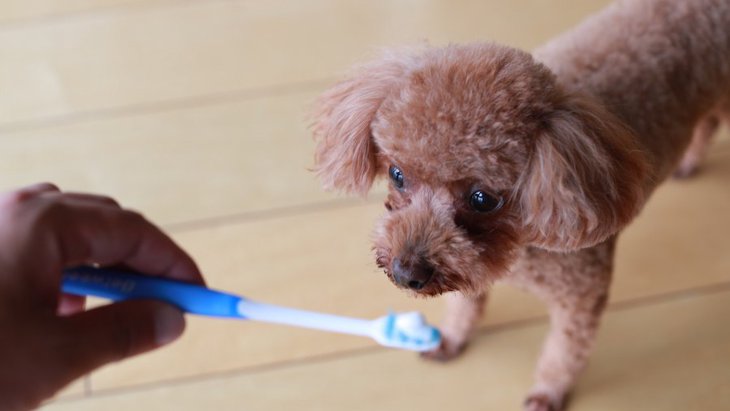 暴れないでくれ～！愛犬の歯磨き嫌いを克服する方法はある？