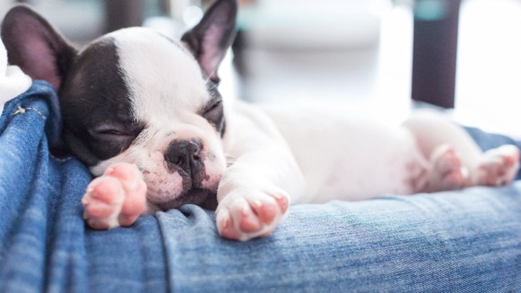 犬が膝の上で寝るのはなぜ？その理由と寝姿からわかる心理