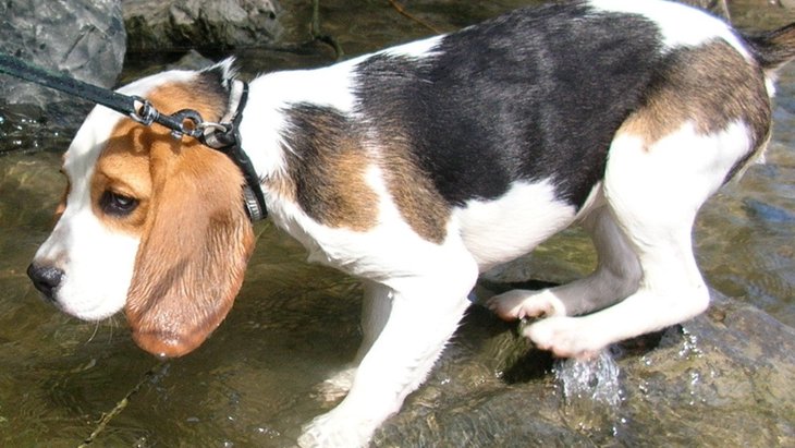犬が『水を怖がる』3つの理由！楽しく遊ばせる方法とは