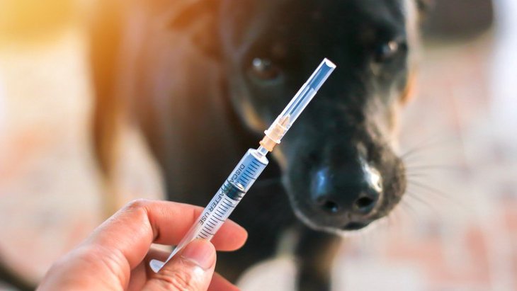 犬の注射への恐怖心を和らげる方法３つ
